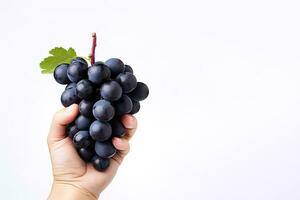 Hand holding dark blue grapes isolated on white background with copy space. ai generated photo