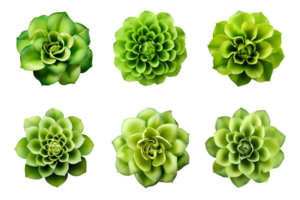 Selection of various green flowers isolated on a transparent background. ai generated png