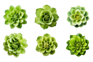 Selection of various green flowers isolated on a transparent background. ai generated png