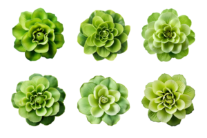 Selection of various green flowers isolated on a transparent background. ai generated png