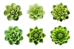 Selection of various green flowers isolated on a transparent background. ai generated png
