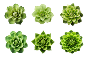 selectie van divers groen bloemen geïsoleerd Aan een transparant achtergrond. ai gegenereerd png