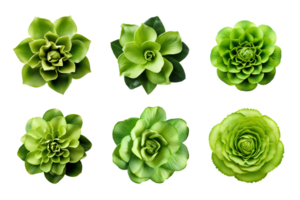 seleção do vários verde flores isolado em uma transparente fundo. ai gerado png