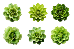 Auswahl von verschiedene Grün Blumen isoliert auf ein transparent Hintergrund. ai generiert png