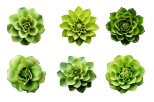 Selection of various green flowers isolated on a transparent background. ai generated png