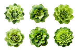 selezione di vario verde fiori isolato su un' trasparente sfondo. ai generato png