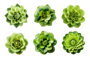 Selection of various green flowers isolated on a transparent background. ai generated png