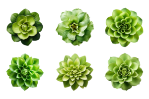 sélection de divers vert fleurs isolé sur une transparent Contexte. ai généré png