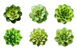 Selection of various green flowers isolated on a transparent background. ai generated png