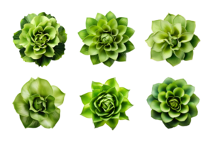 Selection of various green flowers isolated on a transparent background. ai generated png