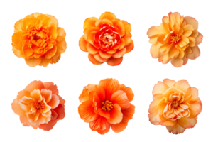 Selection of various orange color flowers isolated on a transparent background. ai generated png