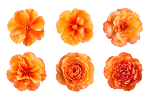 Selection of various orange color flowers isolated on a transparent background. ai generated png