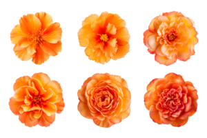 sélection de divers Orange Couleur fleurs isolé sur une transparent Contexte. ai généré png