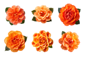 Selection of various orange color flowers isolated on a transparent background. ai generated png