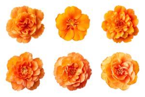 Selection of various orange color flowers isolated on a transparent background. ai generated png