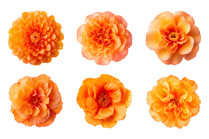 Selection of various orange color flowers isolated on a transparent background. ai generated png