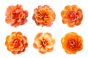 seleção do vários laranja cor flores isolado em uma transparente fundo. ai gerado png