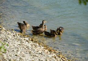 gris patos cerca el lago costa. aves acuáticas foto