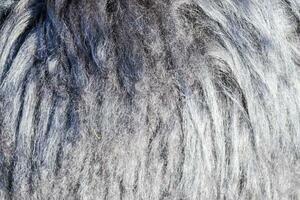 Background of sheep wool on a hat. Mouton sheep's wool. photo