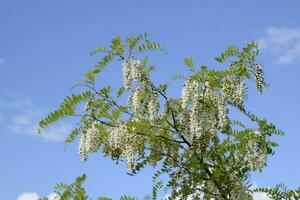 Flowering acacia white grapes photo