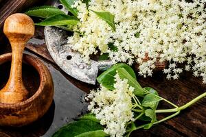 Blossoms of the elderberry photo