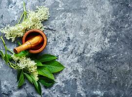 Blossoms of the elderberry photo