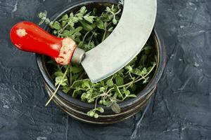 Fresh marjoram leaves on the table. photo