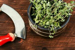 Fresh marjoram, medicinal herb. photo