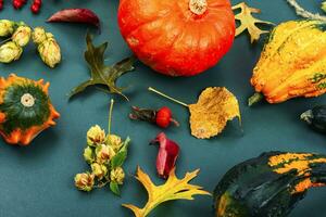 Autumn herbarium and pumpkins photo
