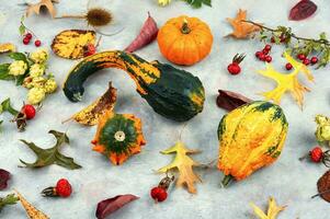 Autumn herbarium and pumpkins photo