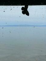 mariposa en un polvoriento, sucio ventana en contra lago Baikal, Rusia foto