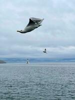 Gaviota volador en el cielo terminado lago baikal foto