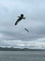 Gaviota volador en el cielo terminado lago baikal foto