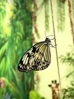 Beautiful butterfly sitting on a thread in a room with bright walls photo