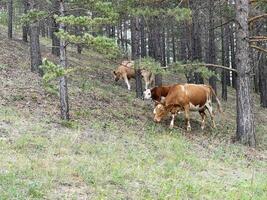 Cows walking between trees uphill in the forest photo