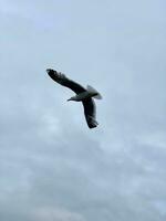Seagull flying in the sky over Lake Baikal photo