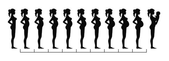 Pregnant woman silhouette, pregnant stages vector