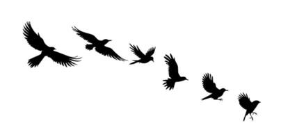 Bird silhouettes, bird flying and standing silhouettes detailed vector