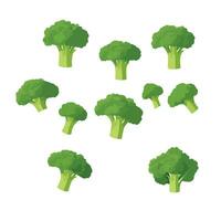Delicious fresh broccoli, isolated on white background vector