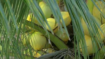 View of yellow green coconut in the bunch on coconut palm tree with huge leaves video