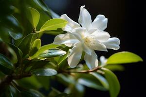 AI Generative photo of jasmine flower in a transcendent botanical garden