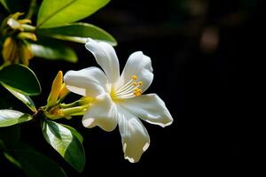 AI Generative photo of jasmine flower in a transcendent botanical garden