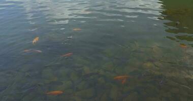 carpa nel il acqua e verde isolotto, Vietnam video