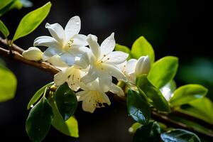 AI Generative photo of jasmine flower in a transcendent botanical garden