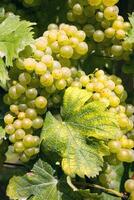 blanco uvas y verde hojas fondo, agrícola estacional bandera con Copiar espacio texto foto