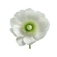 coquelicot fleur sur transparent Contexte ai généré png