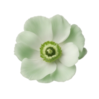 Poppy Potted Color Flowers on Transparent background AI Generated png