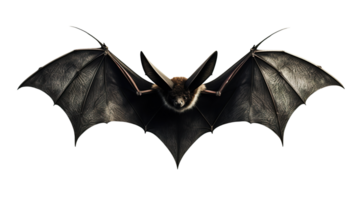 Scary Halloween bat on transparent background. Happy Halloween. Spooky flying character, cut out. Trick or treat. AI Generated png