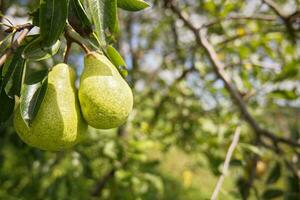 Delicious pears on the branch at countryside, background, agricultural seasonal banner with copy space text photo