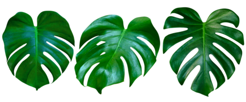 Green leaves pattern,collection leaf monstera isolated png